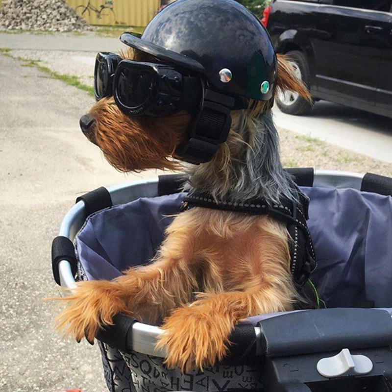 Commuting By Bike - Cascos para mascotas Perro Gato Bicicleta